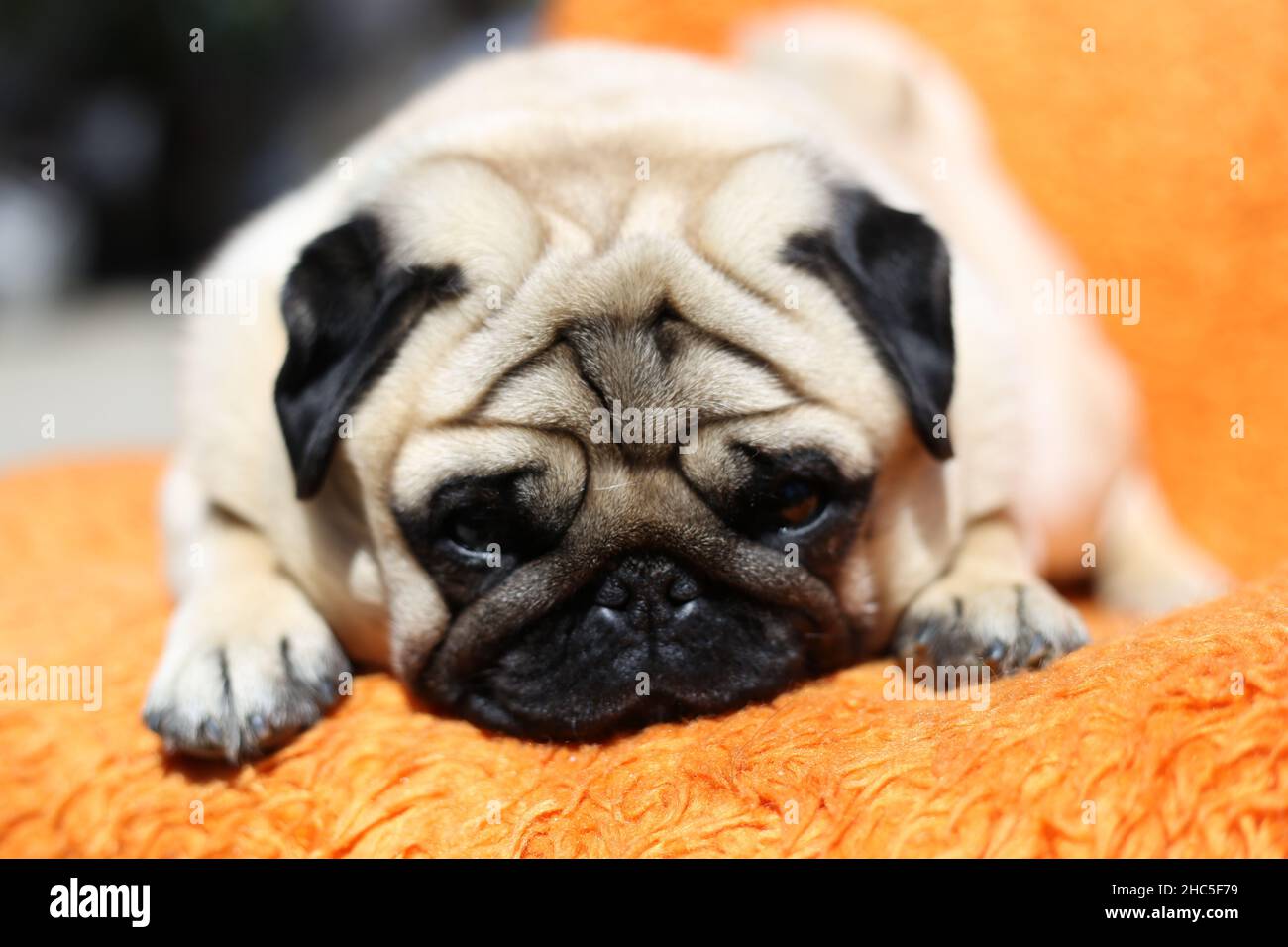 Nahaufnahme eines niedlichen Pugs, der auf einer orangefarbenen Decke liegt und sich entspannt Stockfoto