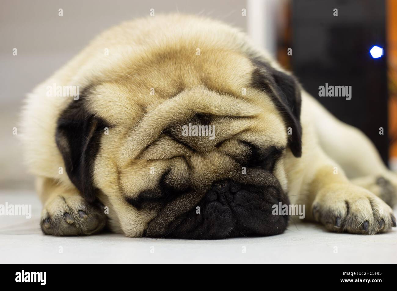 Nahaufnahme eines niedlichen Pugs, der liegend und entspannend ist Stockfoto