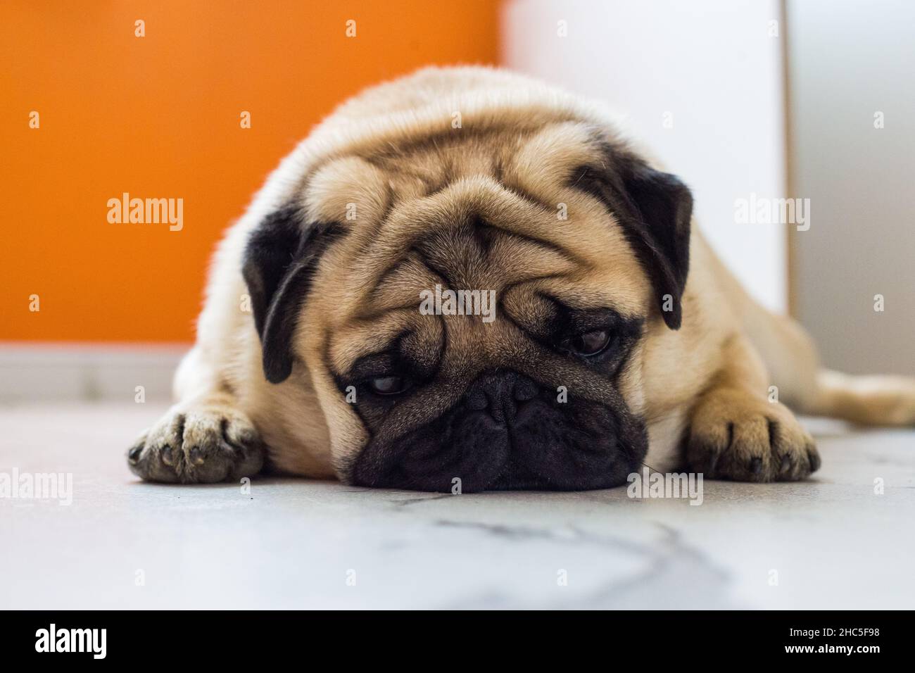 Nahaufnahme eines niedlichen Pugs, der liegend und entspannend ist Stockfoto