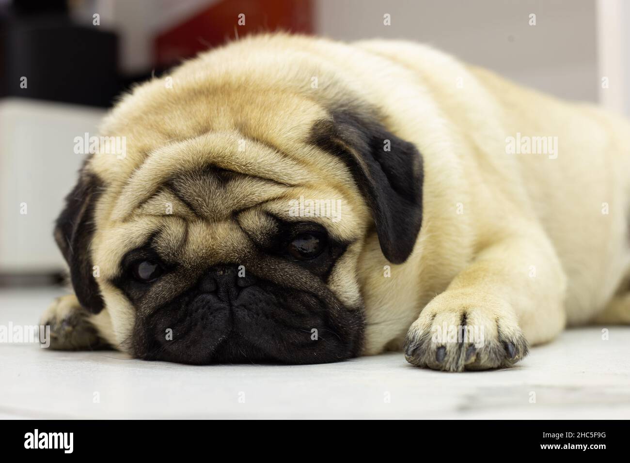 Nahaufnahme eines niedlichen Pugs, der liegend und entspannend ist Stockfoto