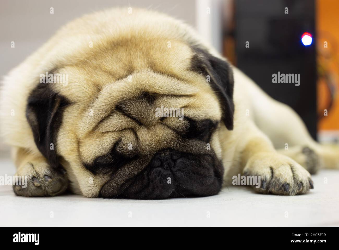 Nahaufnahme eines niedlichen Pugs, der liegend und entspannend ist Stockfoto