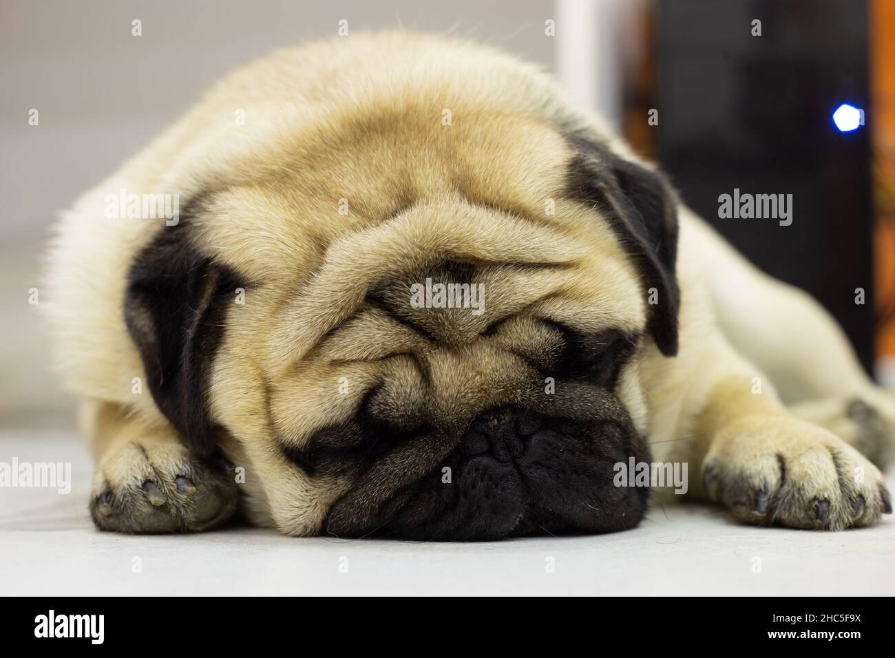 Nahaufnahme eines niedlichen Pugs, der liegend und entspannend ist Stockfoto