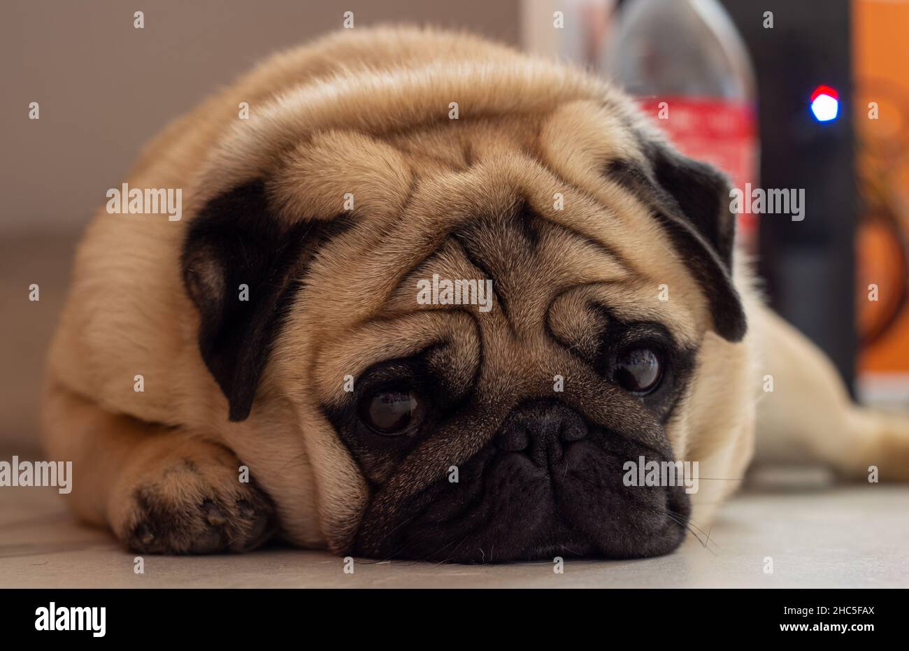 Nahaufnahme eines niedlichen Pugs, der liegend und entspannend ist Stockfoto