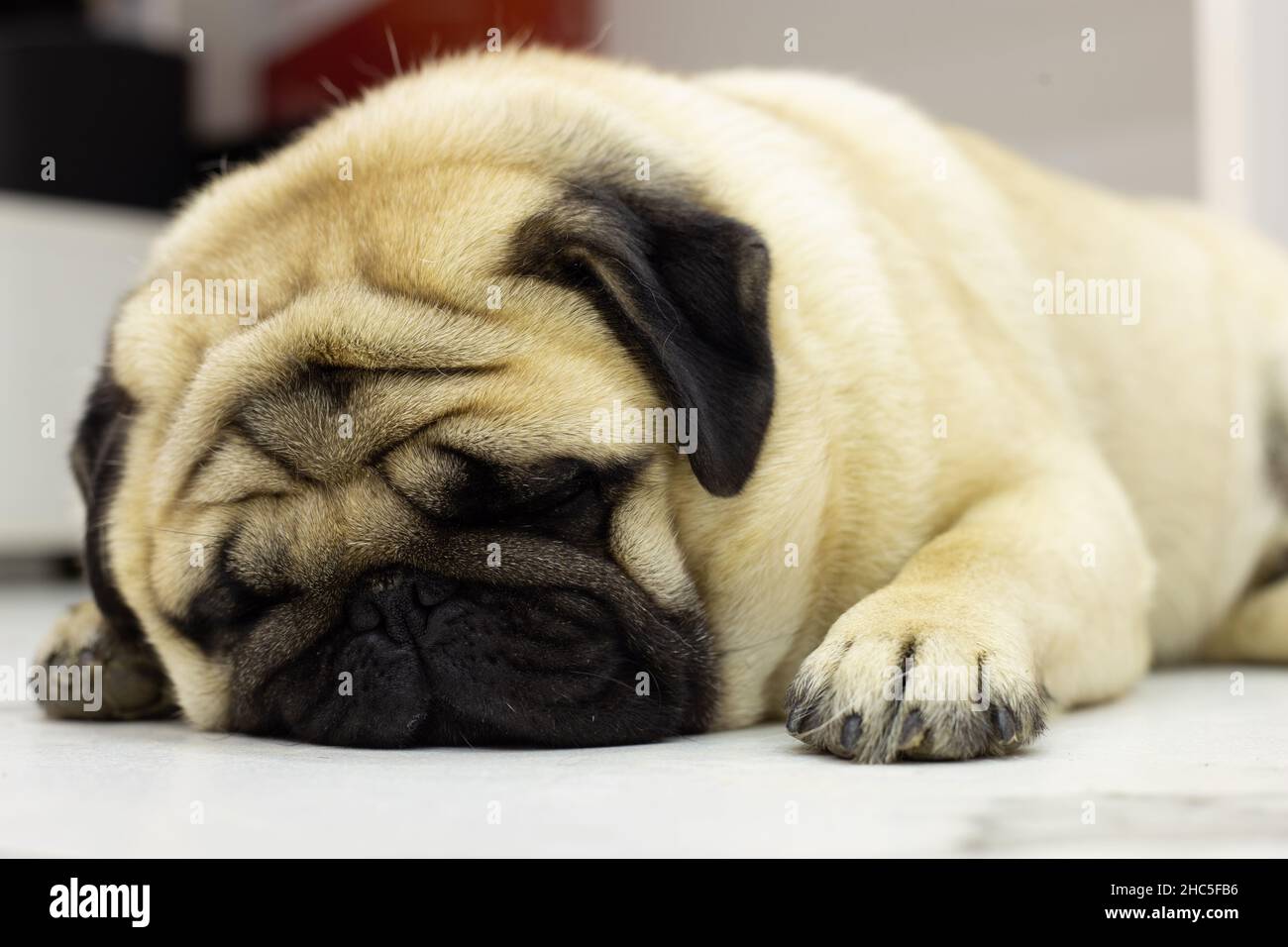 Nahaufnahme eines niedlichen Pugs, der liegend und entspannend ist Stockfoto