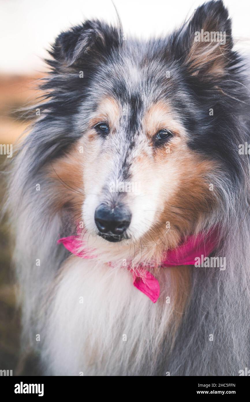 Raues Collie-Porträt Stockfoto
