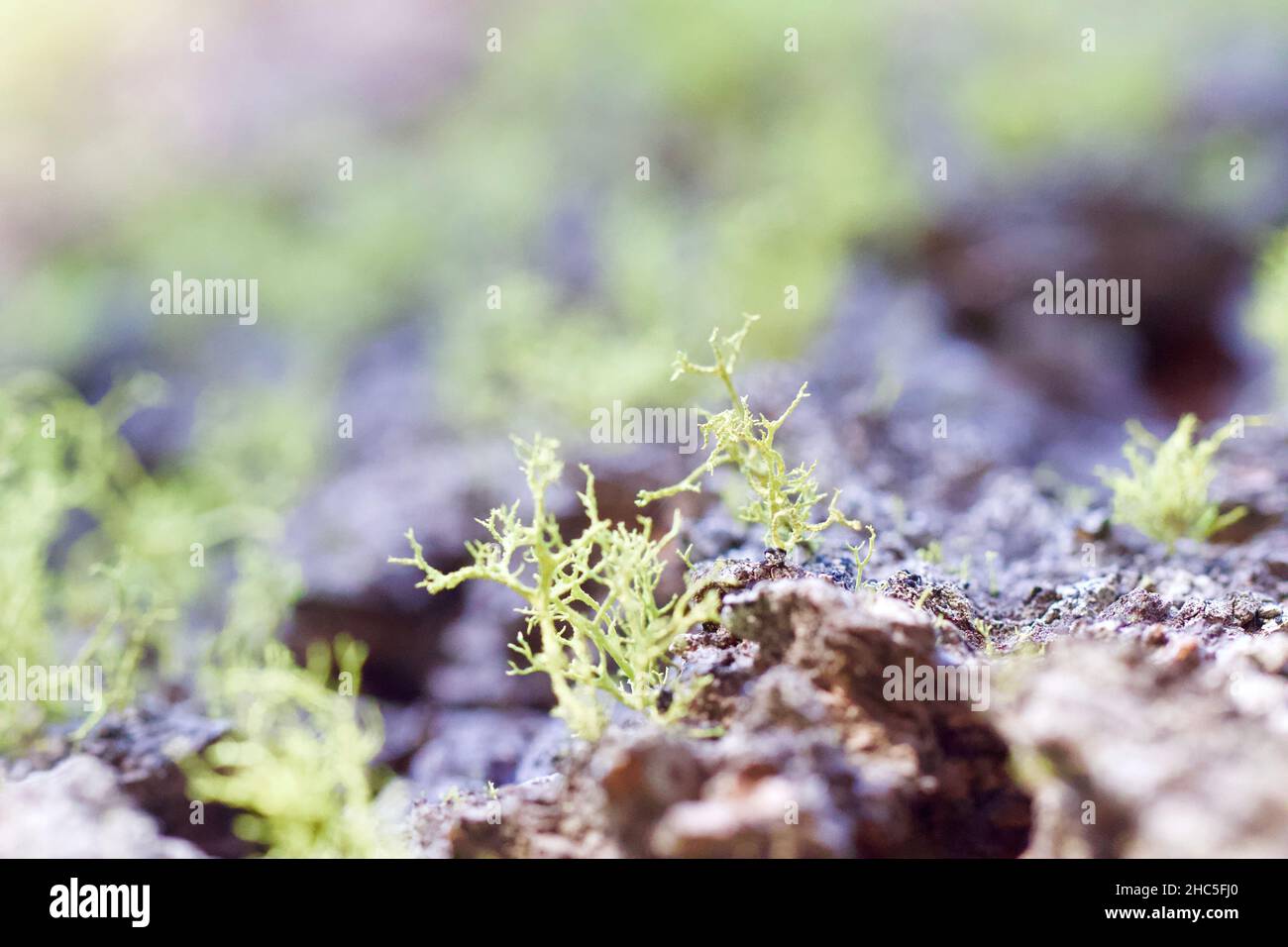 Eine Nahaufnahme der frischen Pflanzen. Ausgewählter Fokus. Stockfoto