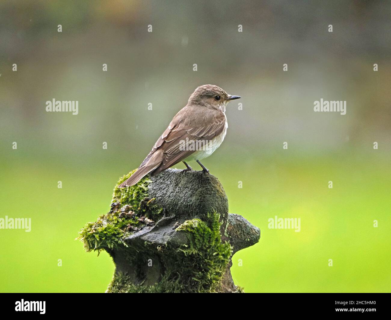 Gefleckter Fliegenfänger (Muscicapa striata) ein Sommermigrant aus Afrika, der auf einem Friedhof in Cumbria, England, Großbritannien, auf einem Grabstein steht Stockfoto