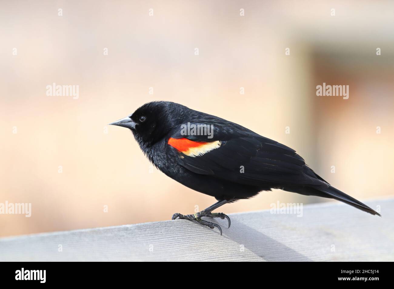 Eine männliche Rotflügelamsel sitzt auf einem Steg Stockfoto