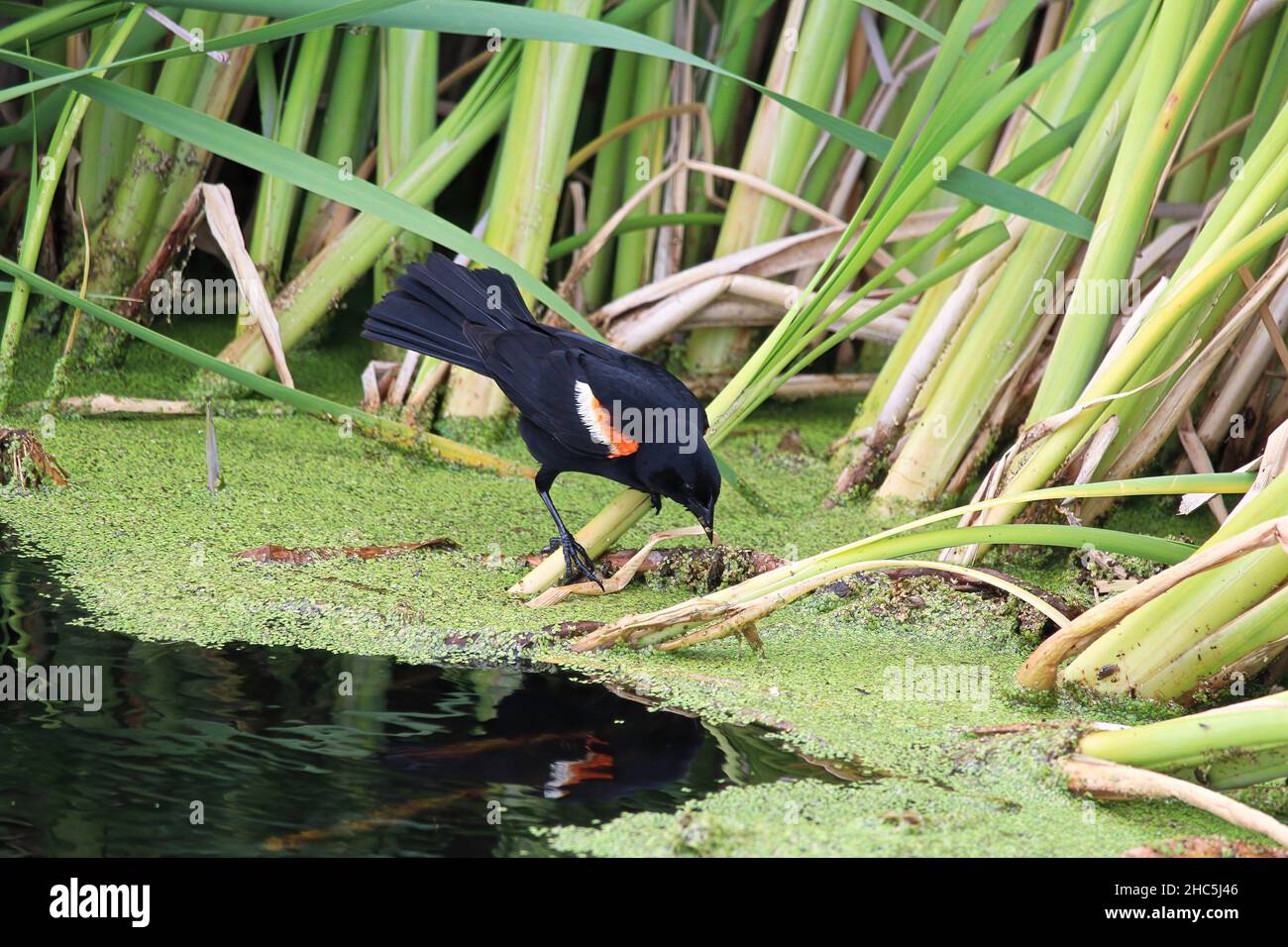 Ein rot geflügelter schwarzer Vogel greift auf Schilf Stockfoto