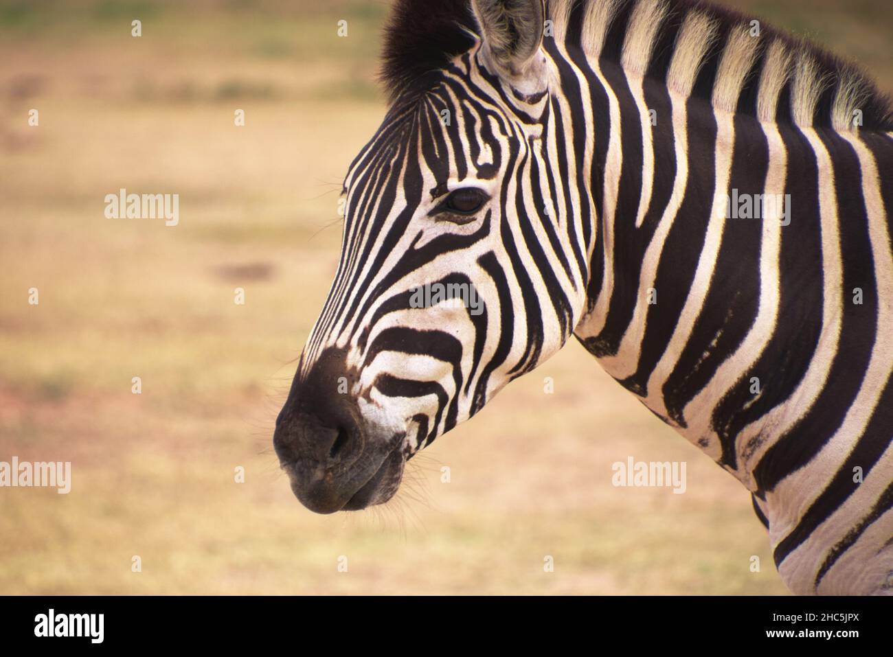 Nahaufnahme des Kopfes eines schönen schwarz-weißen afrikanischen Zebras Stockfoto