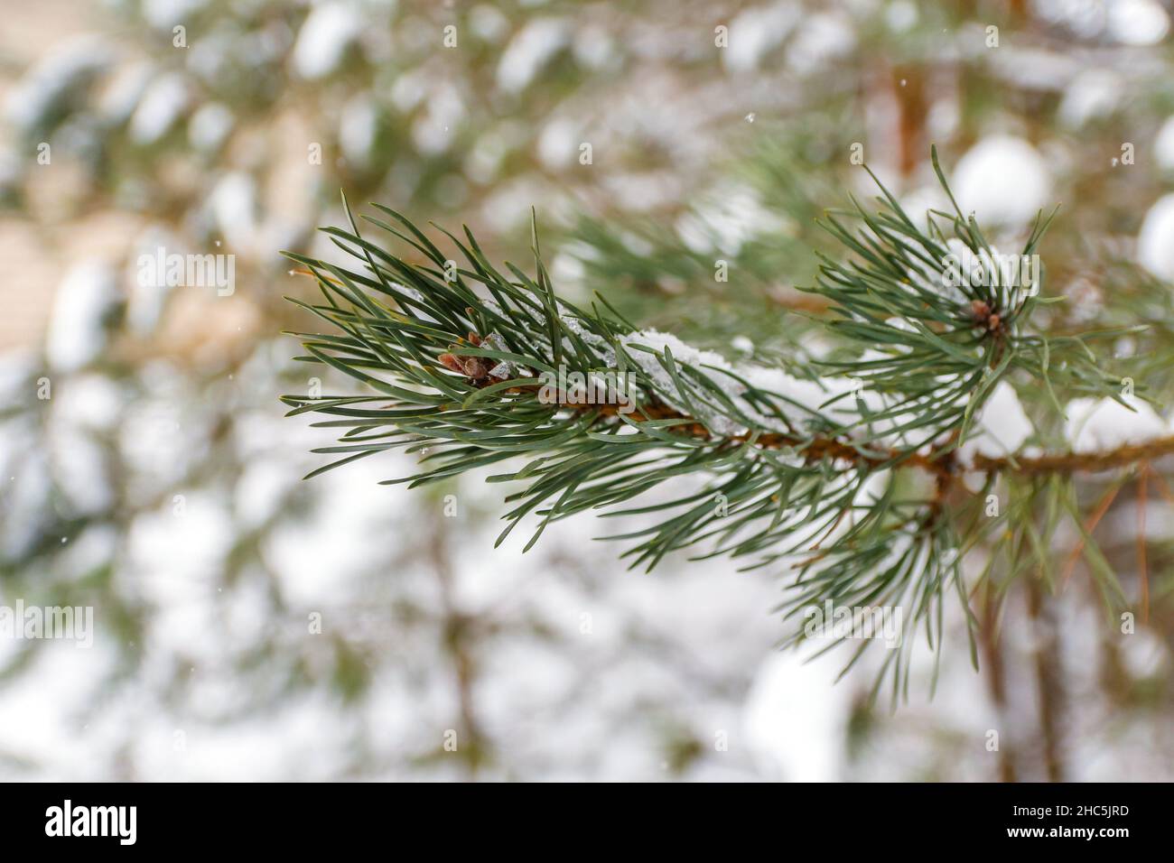 Defokussieren Sie Tannenzweige, Lawine und Schnee. Natürlicher Hintergrund. Immergrüner Baum im Winter, viel Schnee. Tanne, Kiefer, Fichte. Kaltes Wetter. Wint Stockfoto