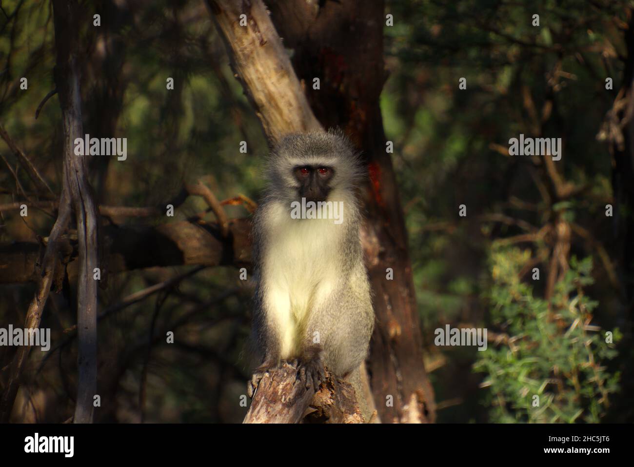 Nahaufnahme des südafrikanischen Chlorocebus-Affen auf den Bäumen im Dschungel Stockfoto