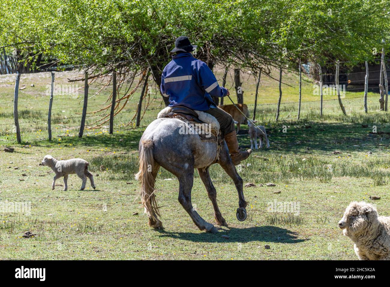 Argentinische Gaucho Herden Schafe in Patagonien Argentinien. Stockfoto