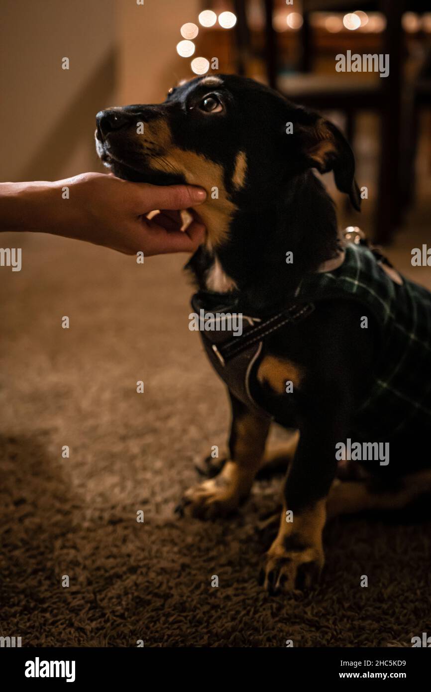 Vertikale Aufnahme einer Hand, die einen niedlichen, schwarzen Hund mit verschwommenem Hintergrund streichelt Stockfoto