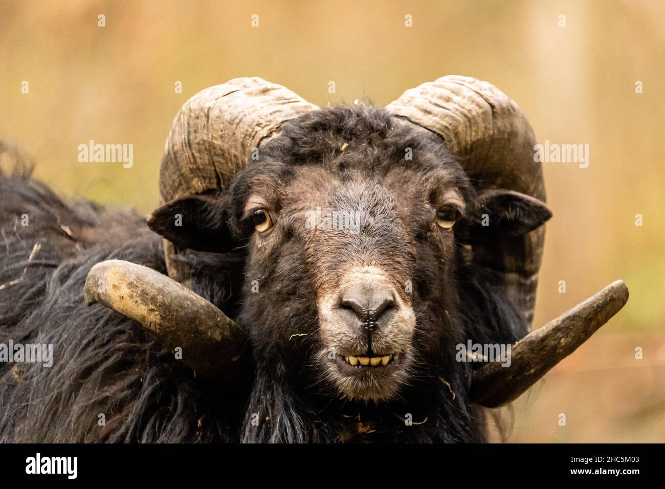 Nahaufnahme eines schwarzen schwedischen Schafes mit großen Hörnern, die auf die Kamera schauen Stockfoto