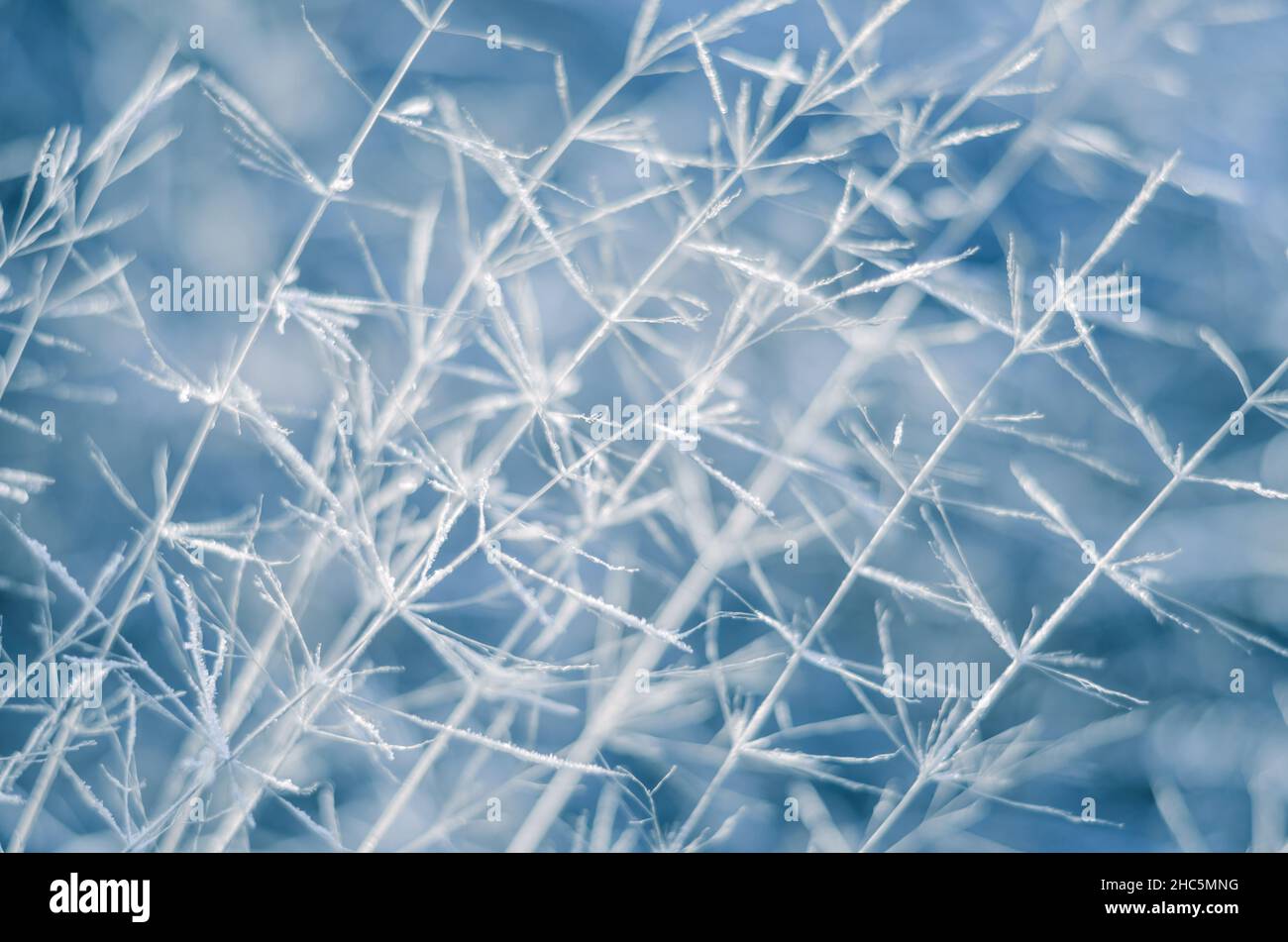 Hellblauer abstrakter Hintergrund, der nicht im Fokus steht, mit trockenen Pflanzen, die an einem kalten Wintermorgen mit Frost bedeckt sind. Stockfoto