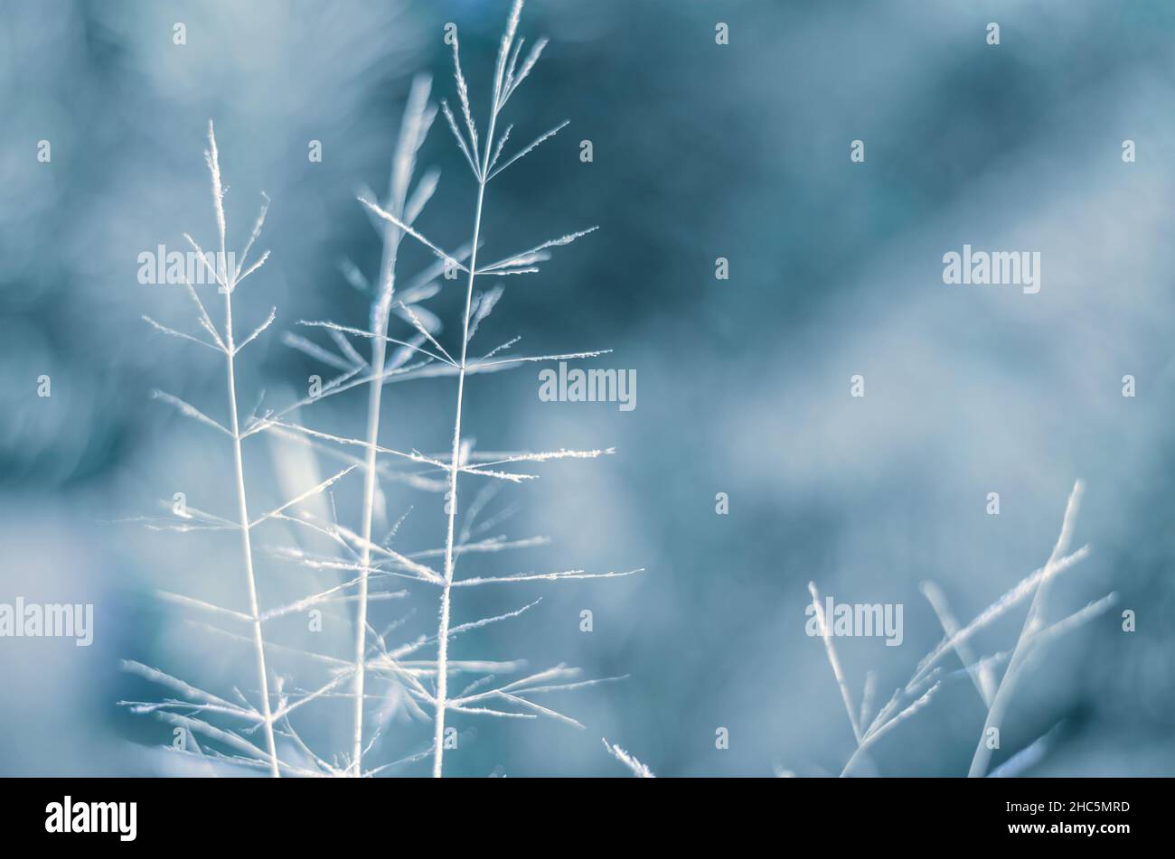 Trockene Pflanze bedeckt Reif an einem kalten Wintermorgen. Kann als hellblauer abstrakter Hintergrund oder als Grußkarte mit Kopierbereich verwendet werden, selektiv fo Stockfoto