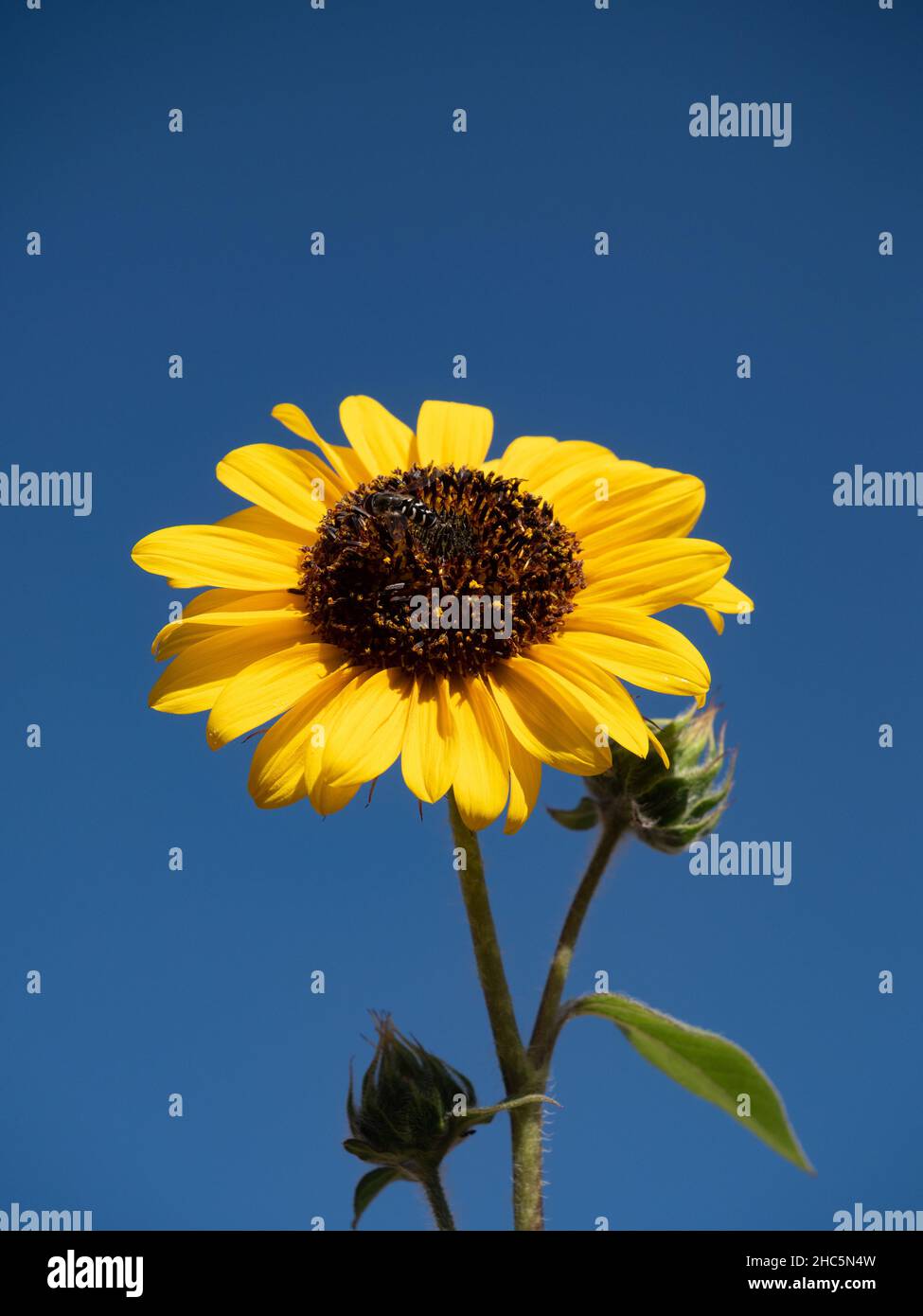 Eine schwarze Maurerwespe mit weißen Streifen in der Mitte einer Sonnenblume mit mehreren goldenen Blütenblättern und einem dunkelbraunen Zentrum mit türkisfarbenem Himmel im Hintergrund. Stockfoto