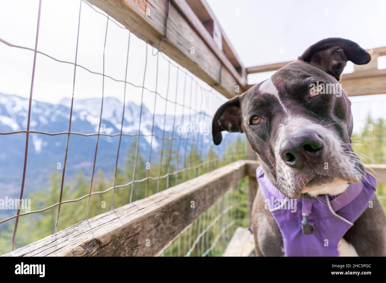 Nahaufnahme eines schwarz-weißen Hundes im Freien während des Tages Stockfoto