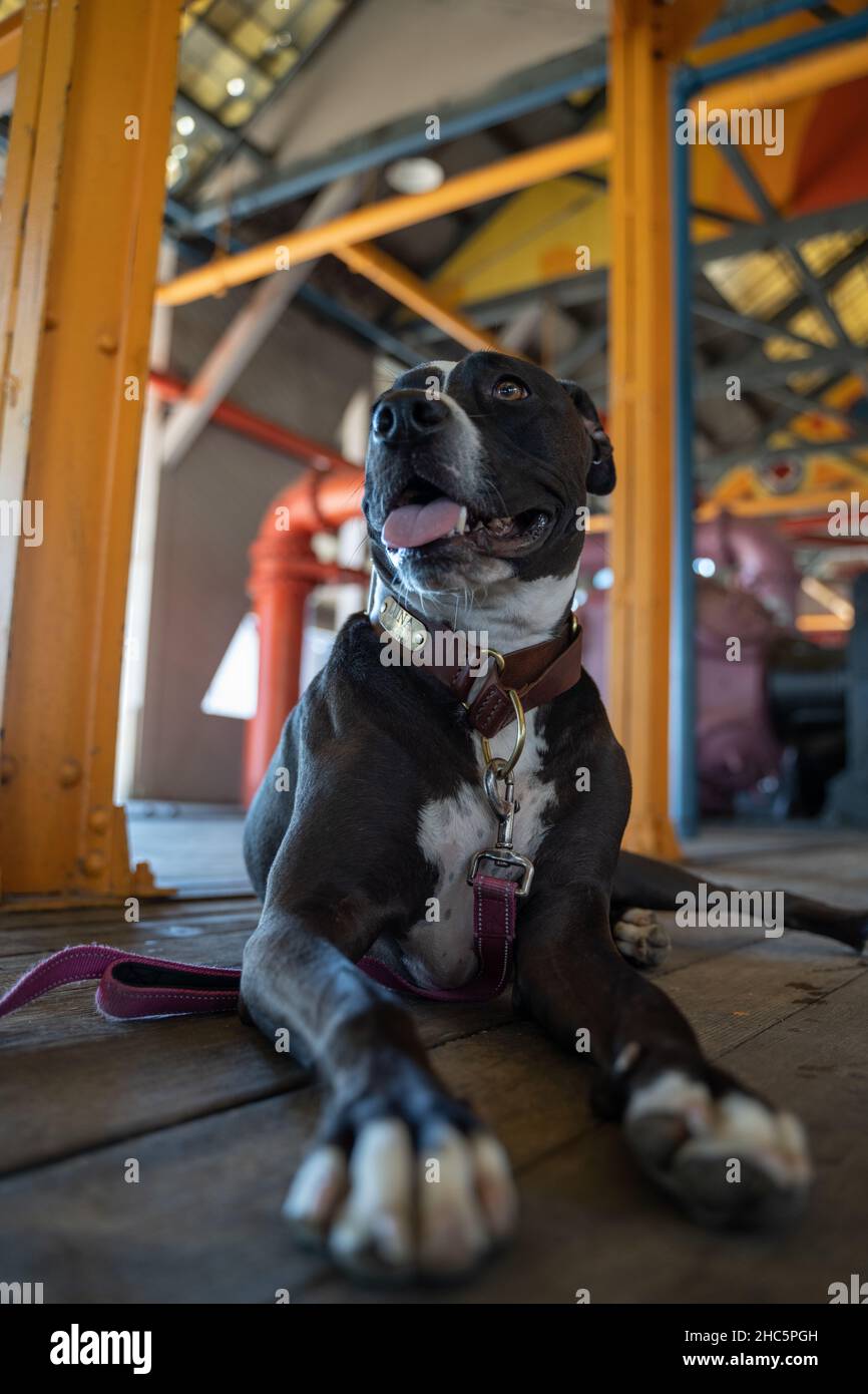 Vertikale Aufnahme eines schwarz-weißen Hundes in Innenräumen Stockfoto