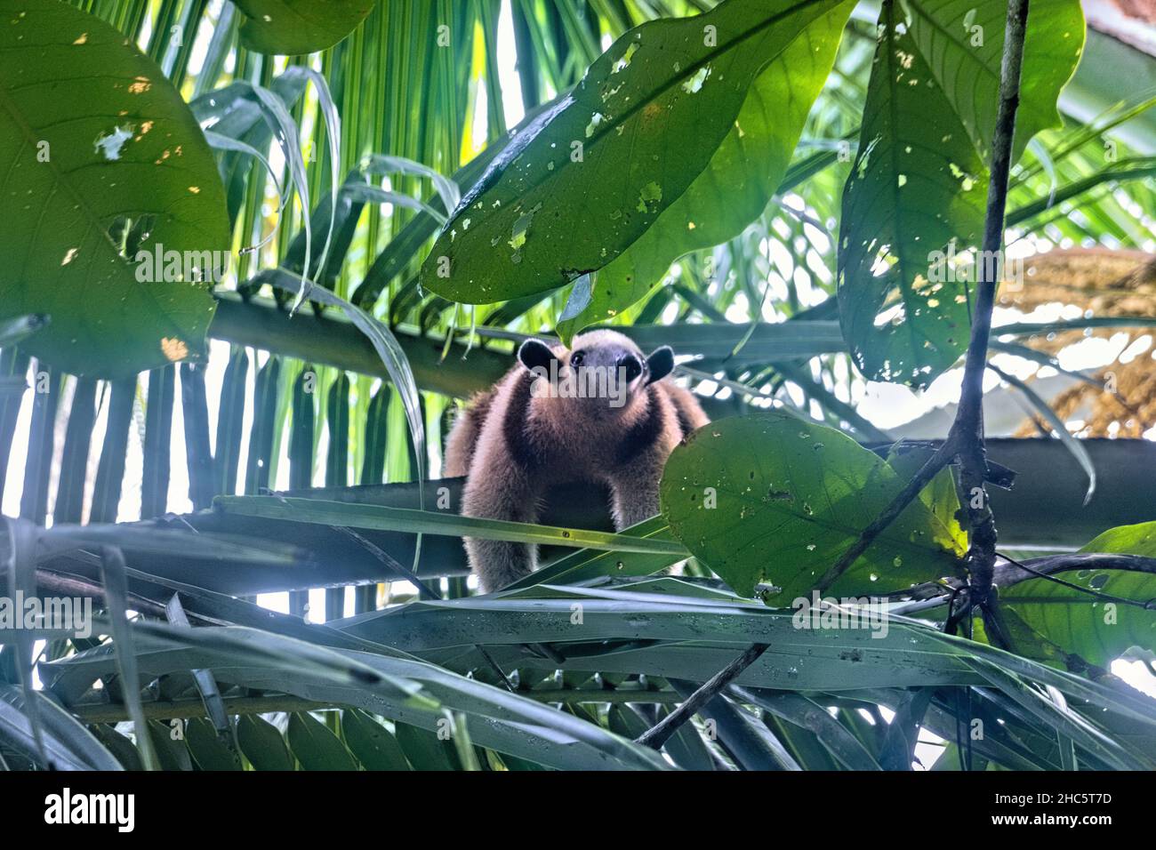 Anteater mit Halsbandanteater (Tamandua tetradactyla), Cahuita-Nationalpark, Costa Rica Stockfoto