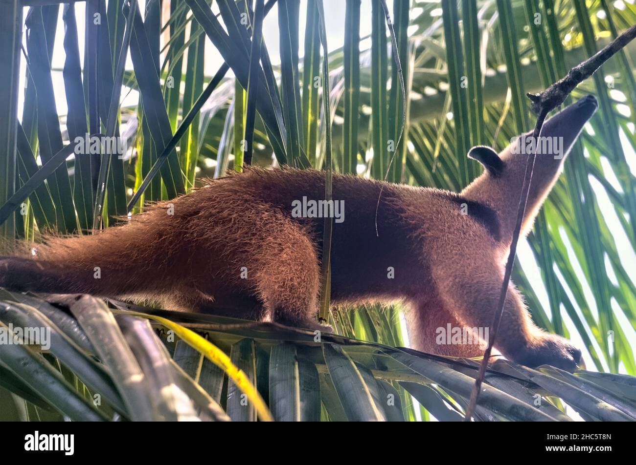 Anteater mit Halsbandanteater (Tamandua tetradactyla), Cahuita-Nationalpark, Costa Rica Stockfoto