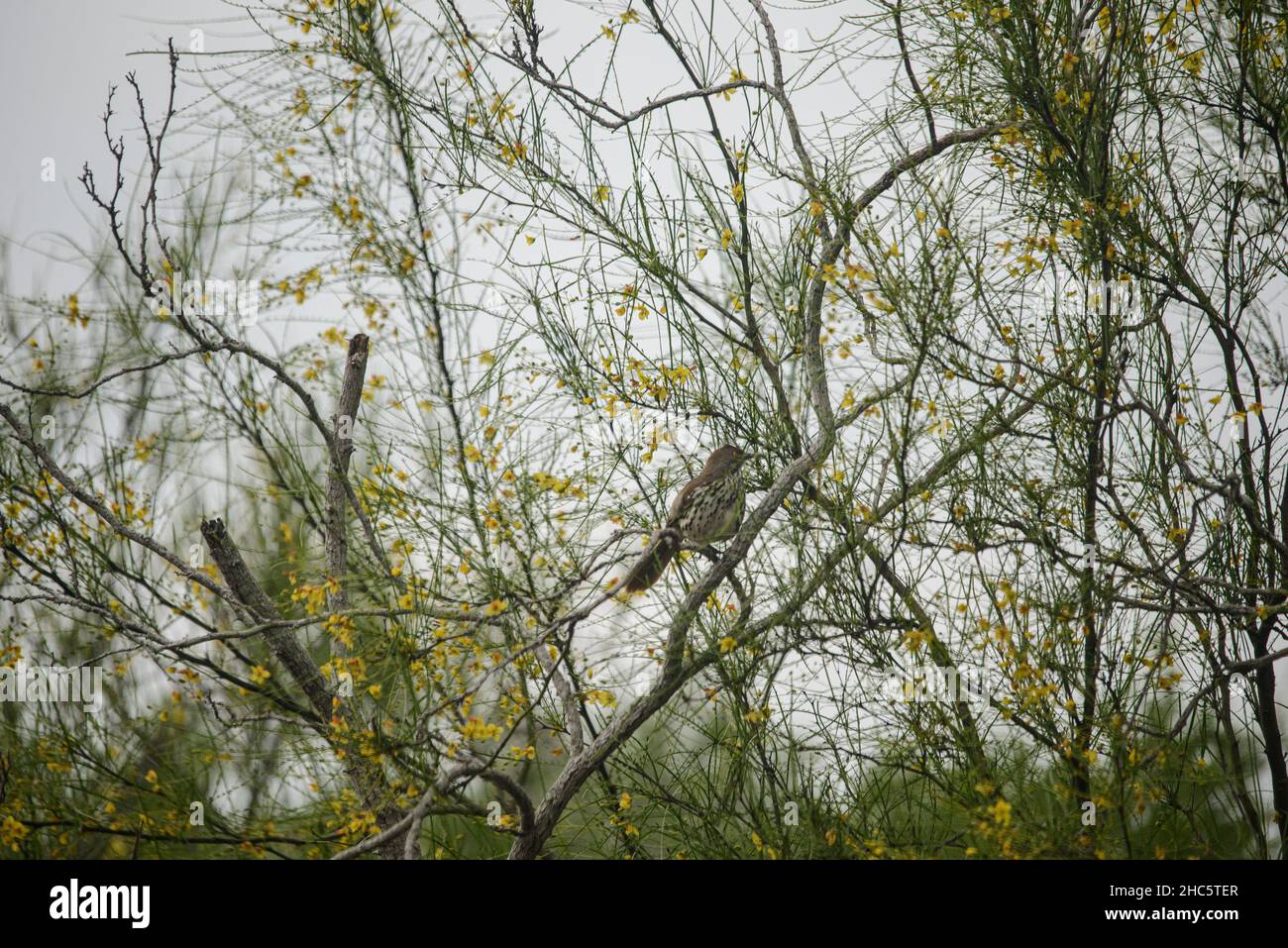 Laguna Atascosa National Wildlife Refuge in South Texas - dieser Vogel ist schlank und langschwanzig, durchschnittlich 26,5–29 cm (10,5–11,5 in) lang[9] und ein Stockfoto