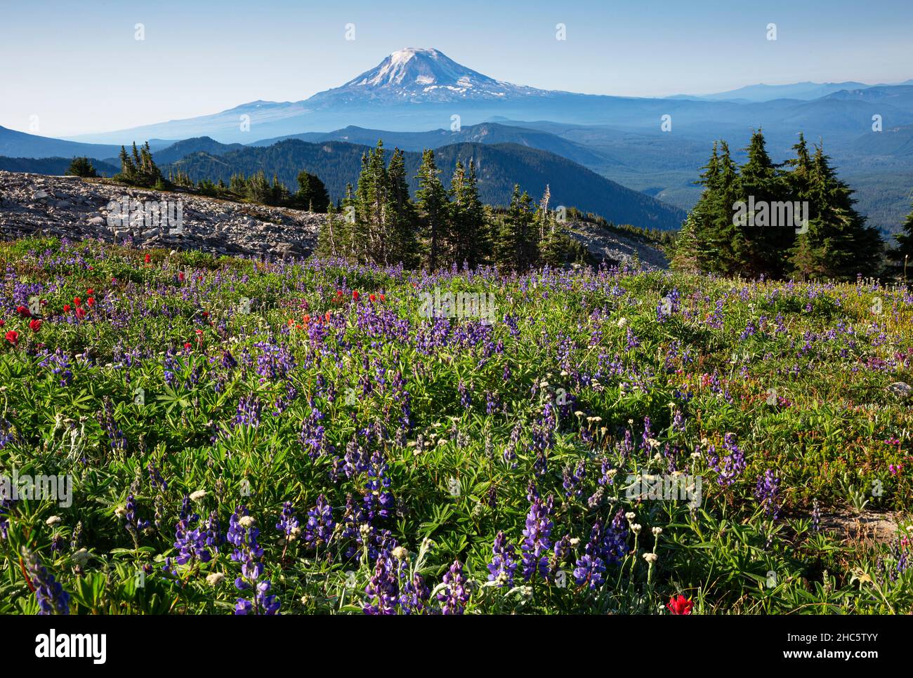 WA19937-00...WASHINGTON - Lupine, Pinsel, Heidekraut und Sitka Baldrian auf einer Wiese über Snowgrass Flats in der Ziegenfelsen Wildnis. Mount Adams in Stockfoto