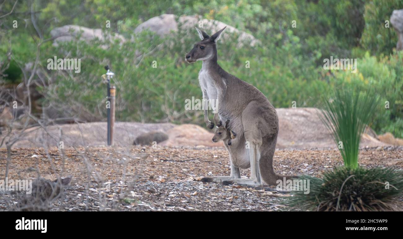 Weibliches Western Grey Känguru mit einem Joey in der Tasche Stockfoto
