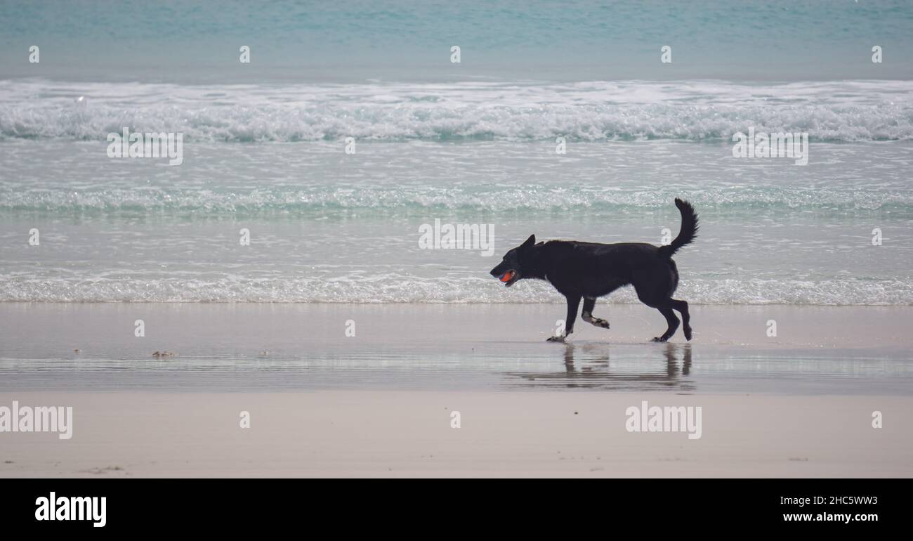 Hundefang am Wharton Beach Esperance Western Australia Stockfoto