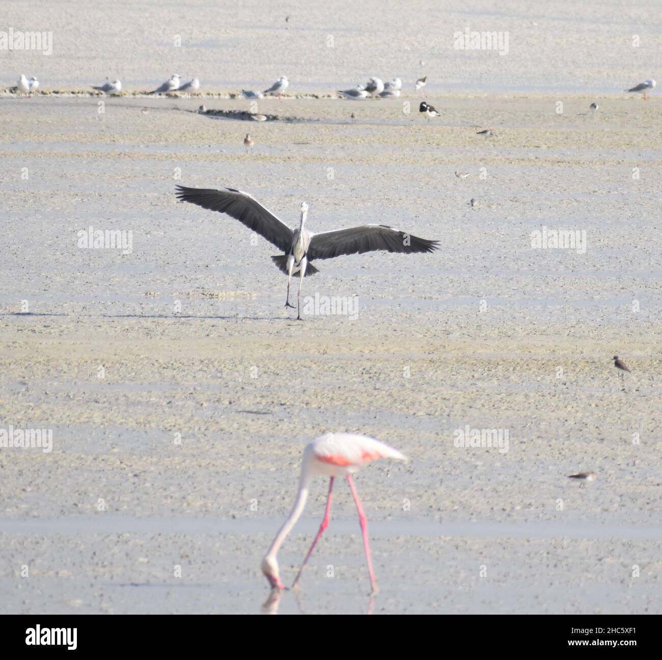 Schwarz-weißer Schwan, der mit offenen Flügeln landet Stockfoto
