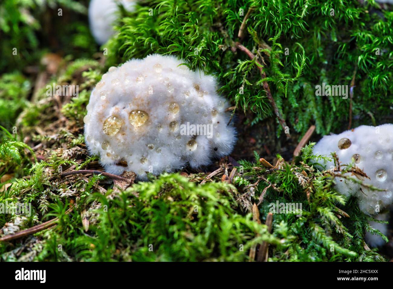 Pilztinte mit dem lateinischen Namen Fomitopsis pinicola im Herbstwald Stockfoto