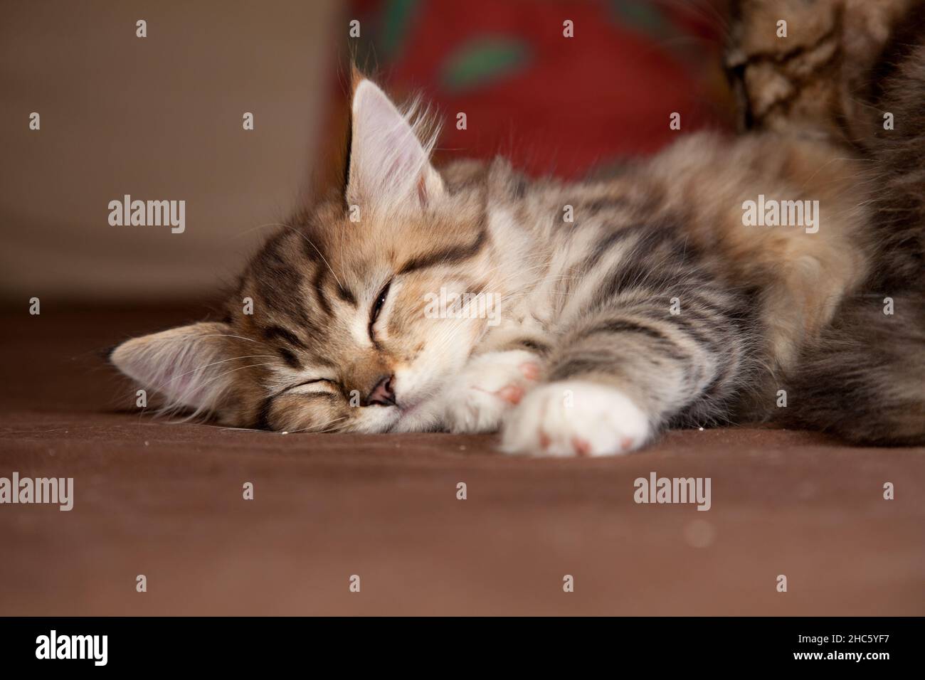 Nahaufnahme eines Kätzchens, das auf der Couch schläft Stockfoto