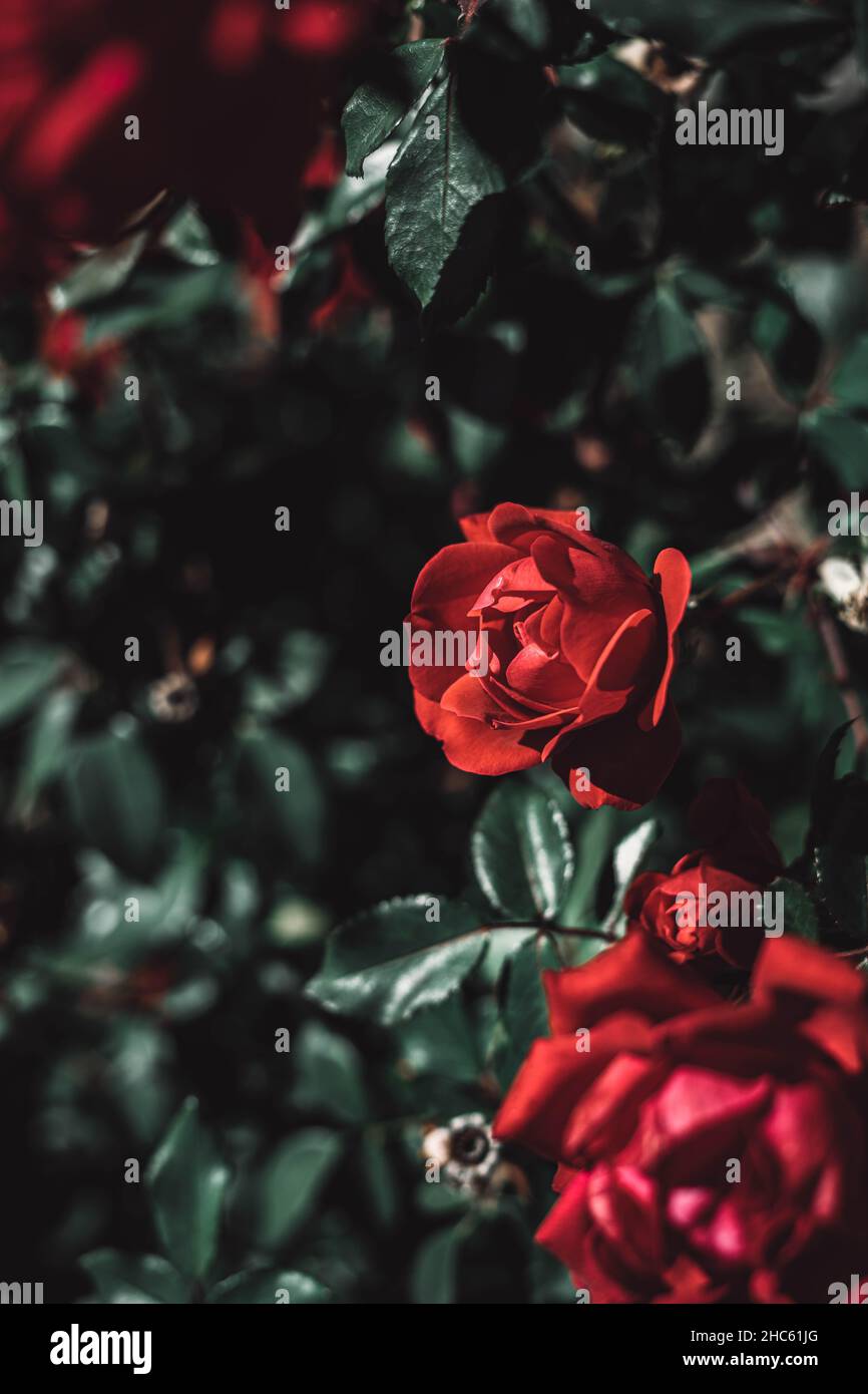 Vertikale Aufnahme fragiler, roter Rosen Stockfoto