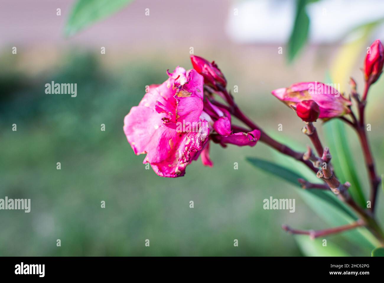 Wunderschöne Makroaufnahme einer rosa blühenden Oleander-Rosenblume auf einem verschwommenen Hintergrund Stockfoto