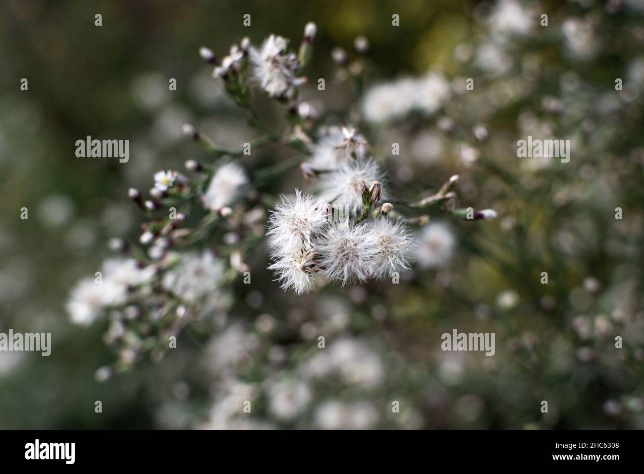 Makroaufnahme von schönen blühenden Senecio vulgaris Pflanzen in einem Garten mit verschwommenem Hintergrund Stockfoto