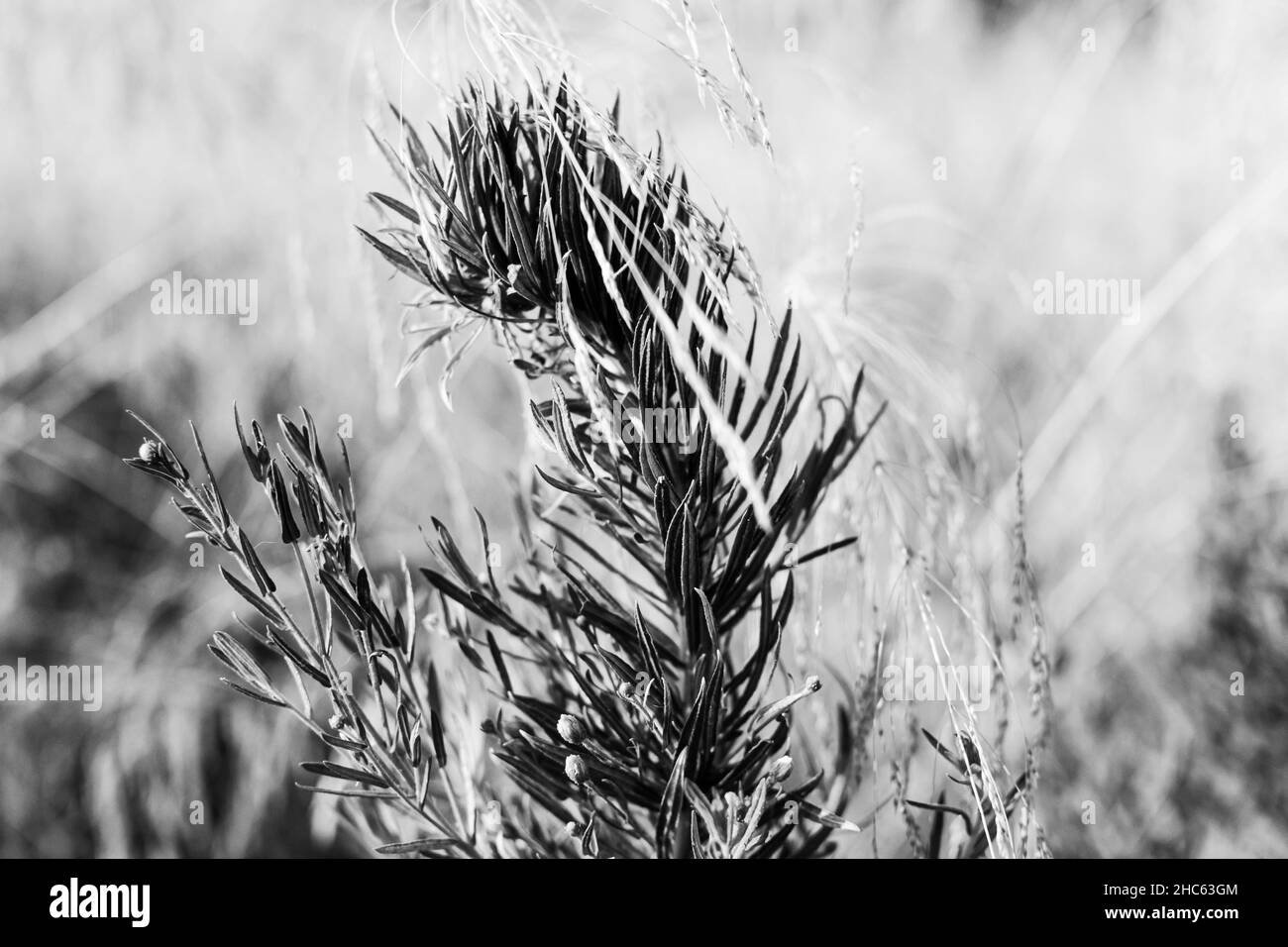 Graustufenaufnahme von trockenem Gras auf der Wiese Stockfoto