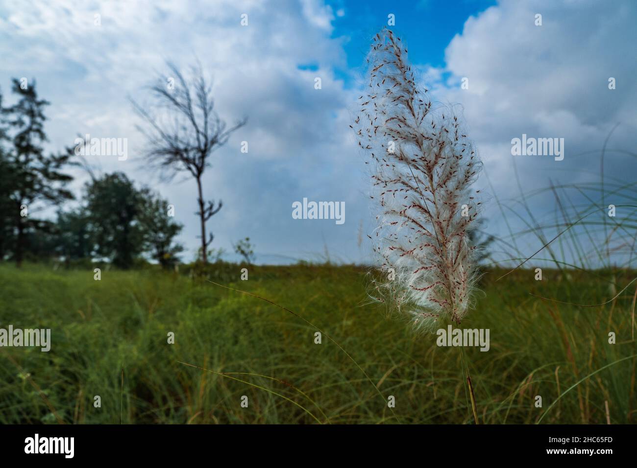 Kans-Grasblumen blühen auf einem grünen Feld unter weißen Wolken am blauen Himmel in der Nähe des Suruchi-Strandes in Vasai. Stockfoto