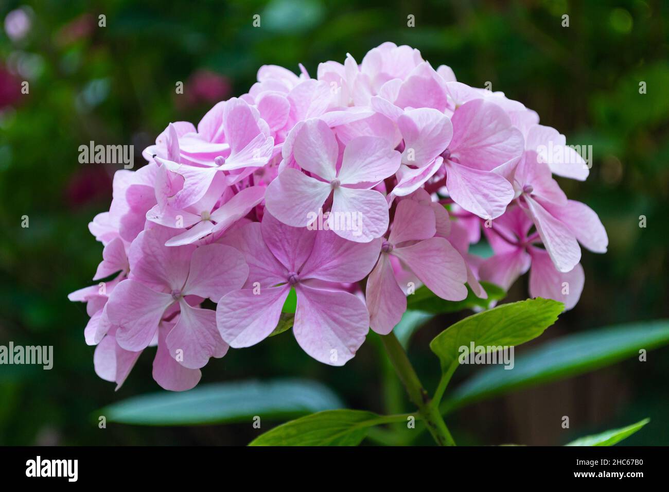 Rosa Blüten von Lacecap Hortensien blühen im Garten Stockfoto