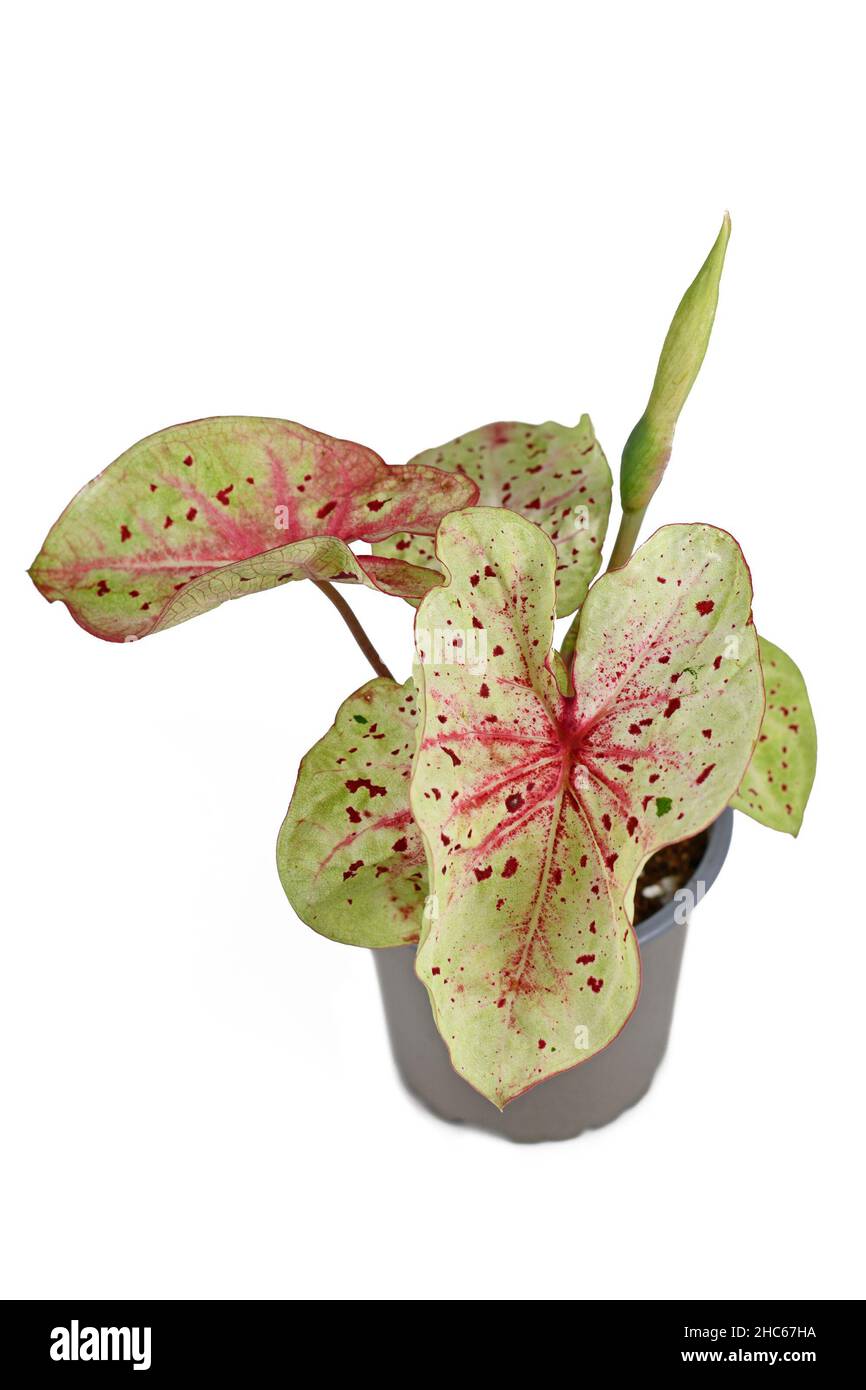 Tropische 'Caladium Miss Muffet'-Zimmerpflanze mit rosa und grnen Blttern  mit roten Punkten im Topf isoliert auf weiem Hintergrund Stockfotografie -  Alamy