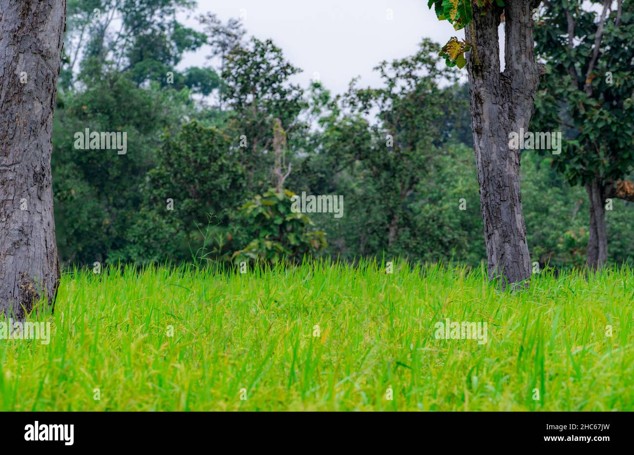 Bäume in einem Reisfeld in Ubon Ratchathani, Thailand. Reisplantage. Grünes Reisfeld. Bio-Reisfarm in Asien. Landwirtschaftliche Farm in der Nähe der Stockfoto