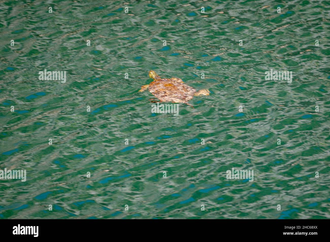 Johnson City, Texas, USA. 24. Dezember 2021. Eine Schildkröte im Fluss. Warmes Wetter im Pedernales Falls State Park. Heiligabend war für die Saison unheimlich warm. Stockfoto