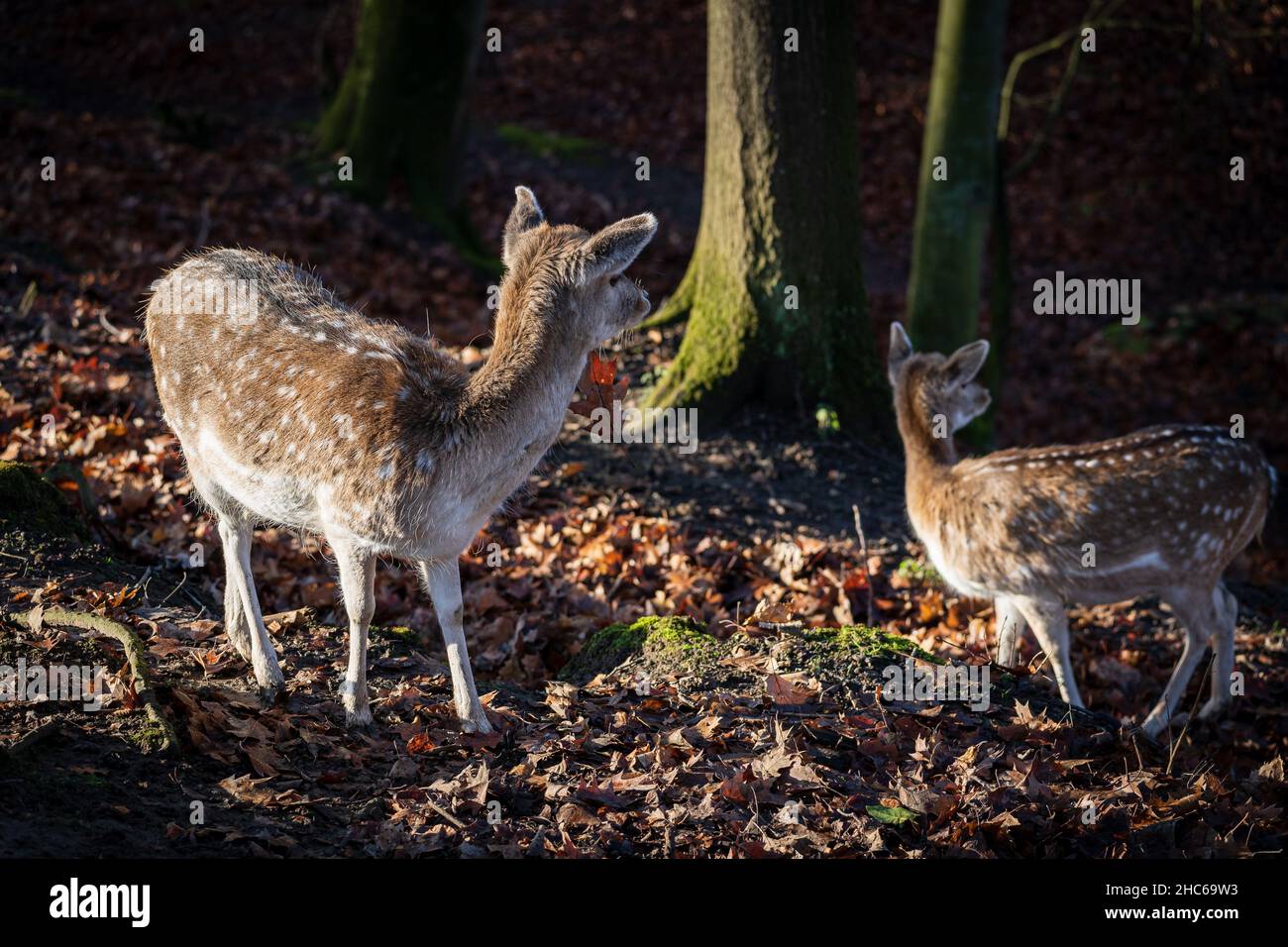 Nahaufnahme der beiden Hirschbabys fängt im Herbst im Wald ein Stockfoto
