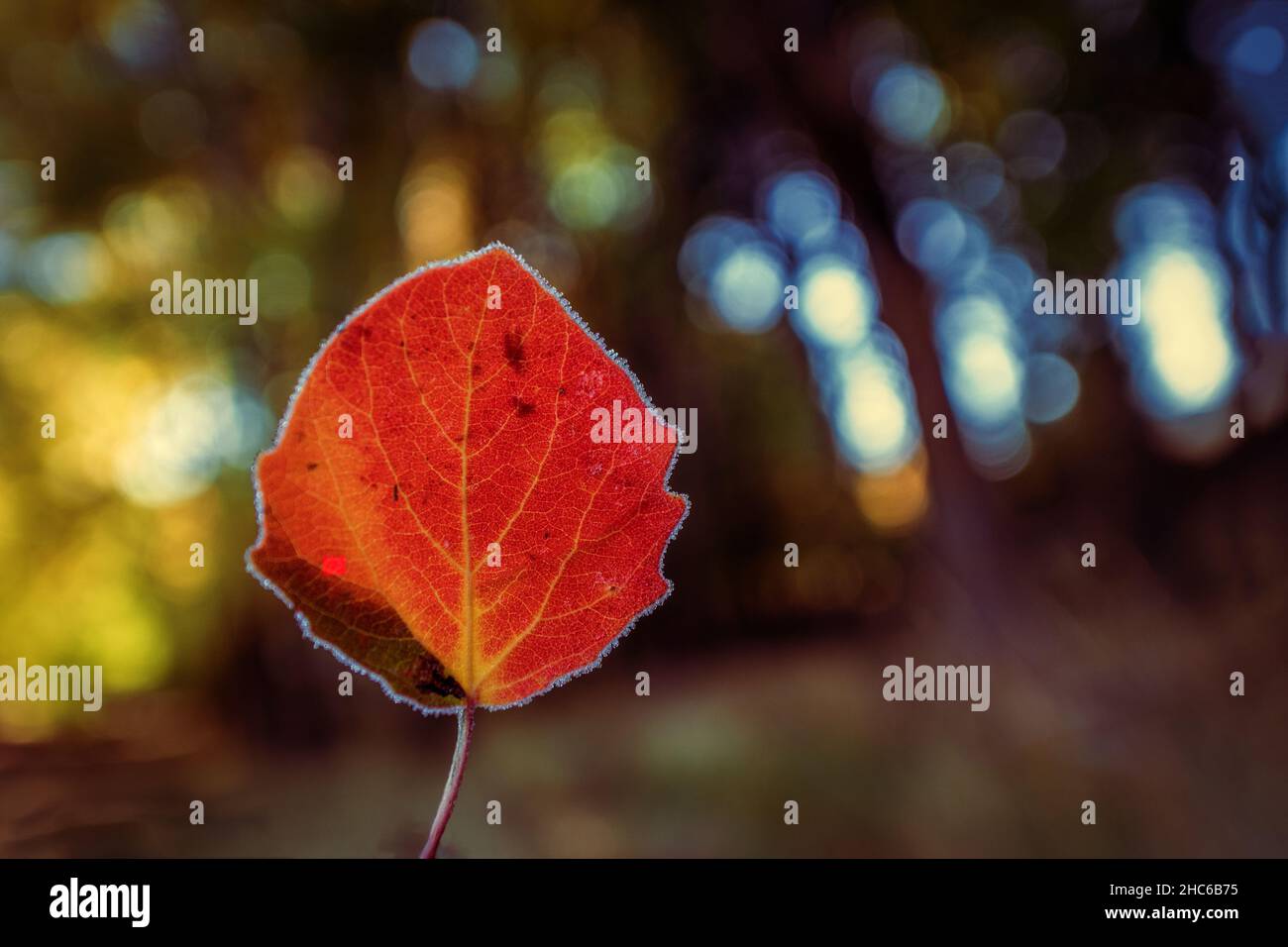 Rot-gelb Maple Leaf auf einem weißen Hintergrund. Stockfoto
