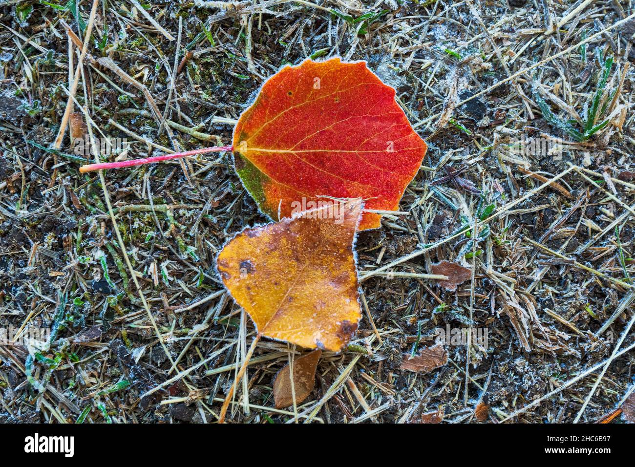 Rot-gelb Maple Leaf auf einem weißen Hintergrund. Stockfoto