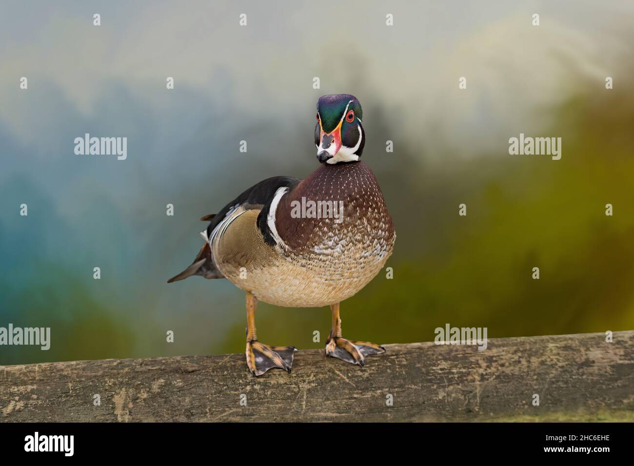 Nahaufnahme einer Carolina-Ente (Aix sponsa), die auf einem Kofferraum sitzt Stockfoto