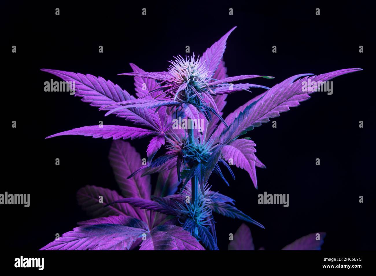 Lila medizinische Cannabispflanze auf schwarzem Hintergrund. Ästhetisch moderner, lebendiger Look von Marihuana Hanf mit großen Blättern und Knospen Stockfoto