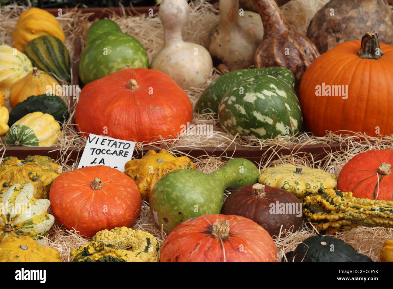 Dekorative Kürbisse zu sehen und zu verkaufen Stockfoto