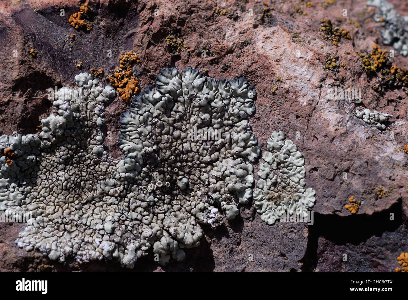 Flechten auf einem roten Felsen, Sevan, Armenien, Fokus auf den mittleren Teil des Pilzes Stockfoto