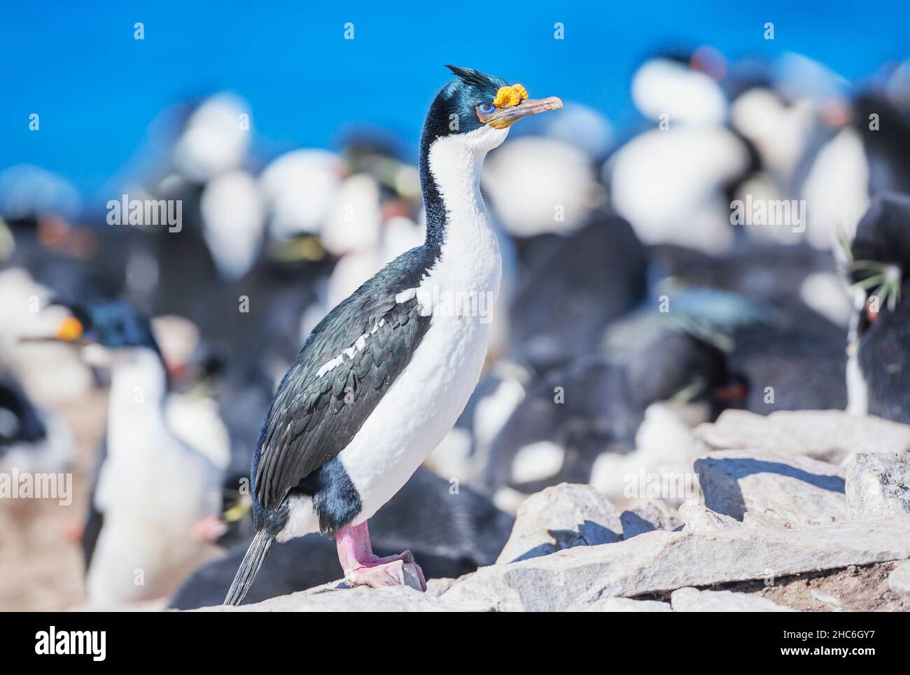 Kaiserliche Shags (Leucocarbo atriceps) Kolonie, Seelöweninsel, Falklandinseln, Südamerika Stockfoto